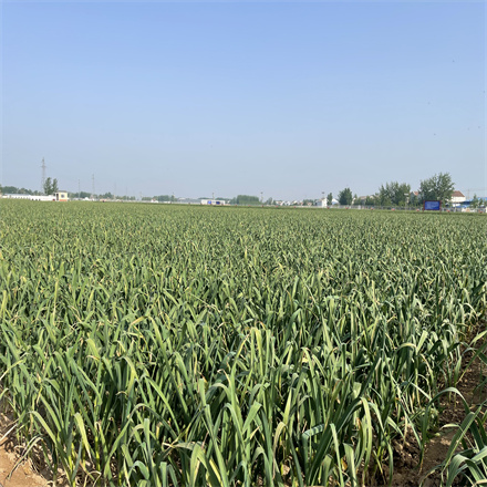 大蒜高產(chǎn)創(chuàng)建示范方