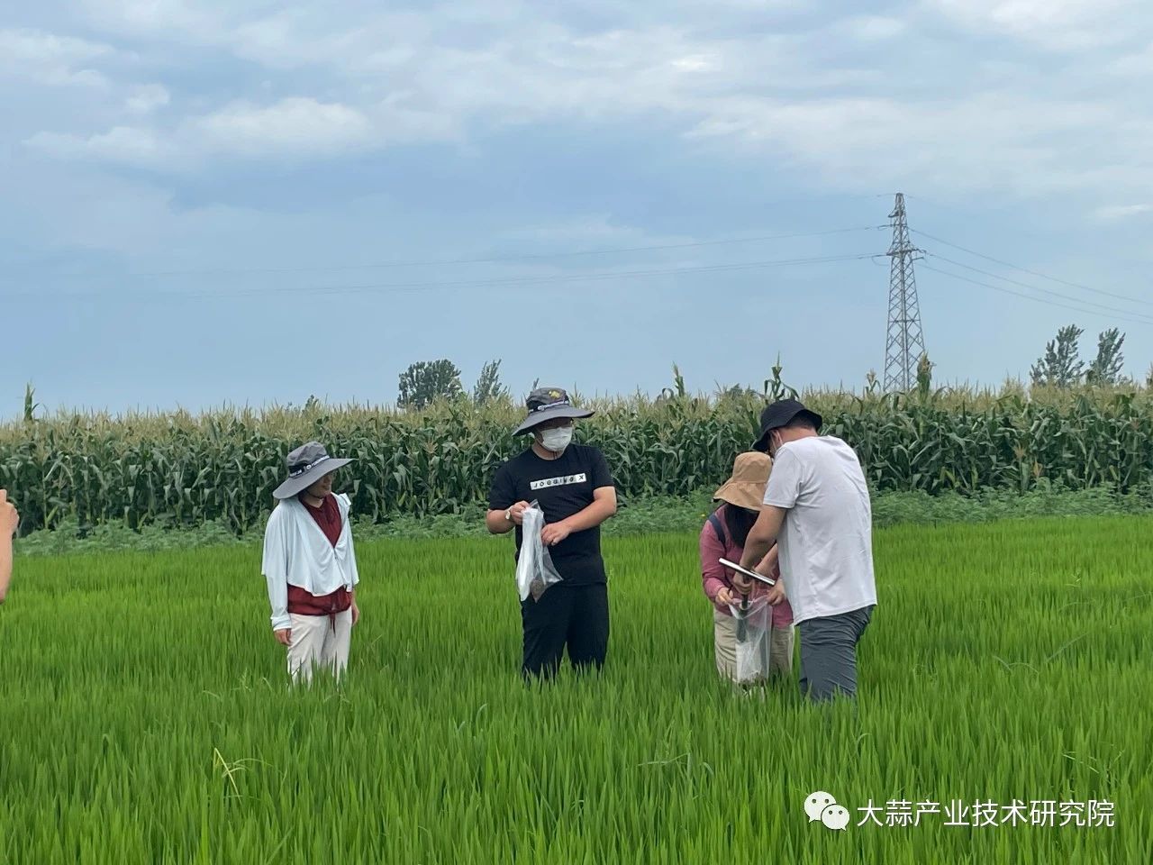 土壤改良修復(fù)項目取得階段性成果
